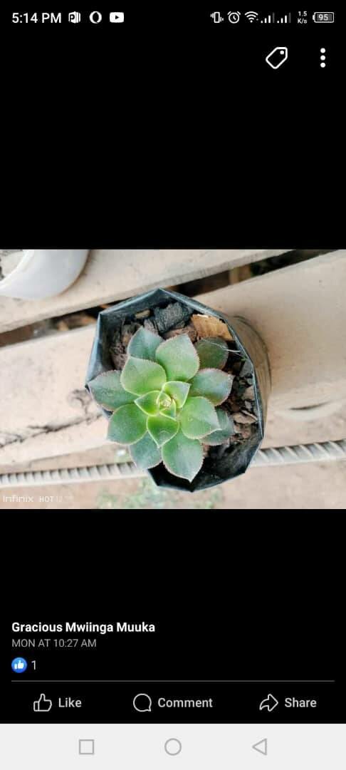 plantes vertes d'intérieur