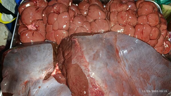 Foie et rognons frais