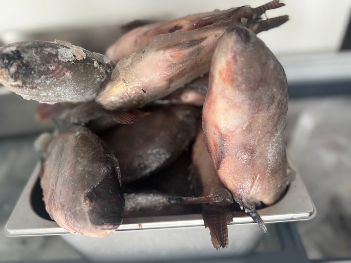 Tilapia fraîche 300-500