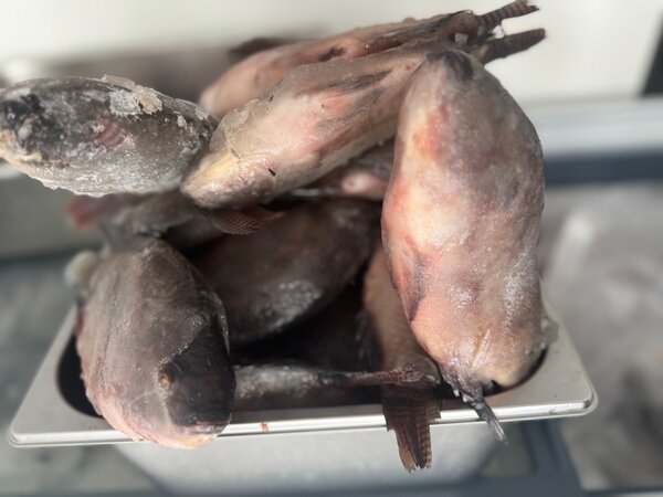 Tilapia fraîche 300-500