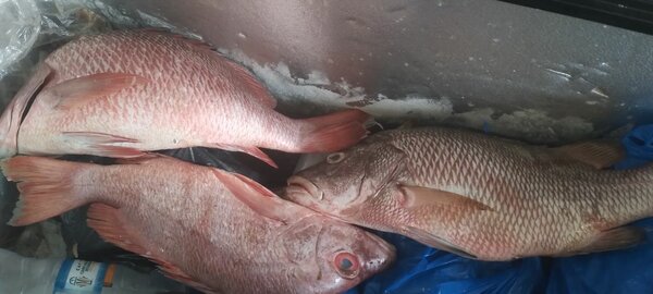 Carpe rouge eau douce