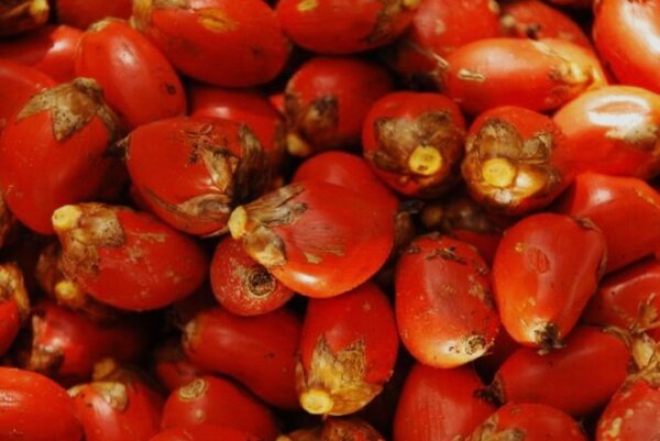 Noix de Palme Rouge Fraîche