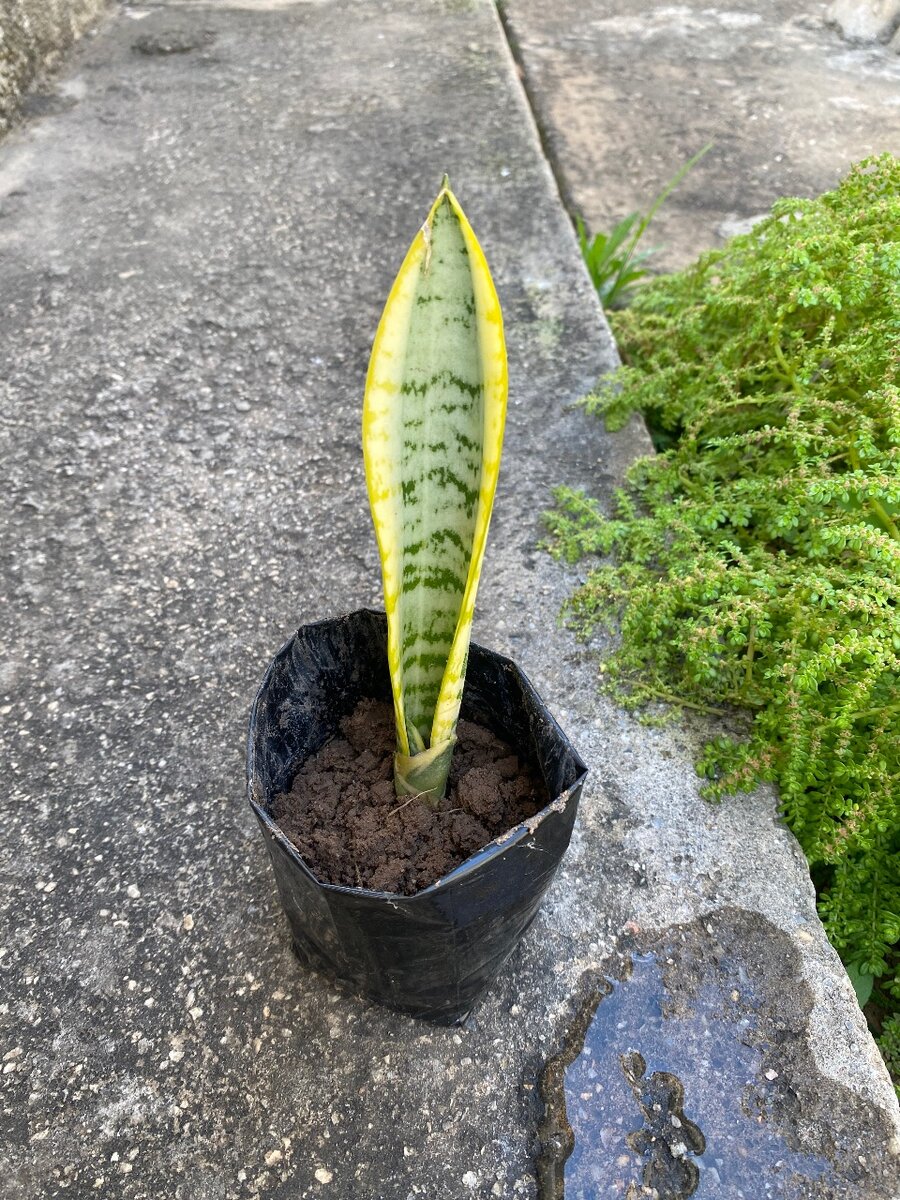 Snake plant (Dracaena trifasciata)