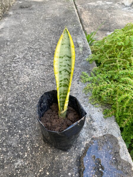 Snake plant (Dracaena trifasciata)