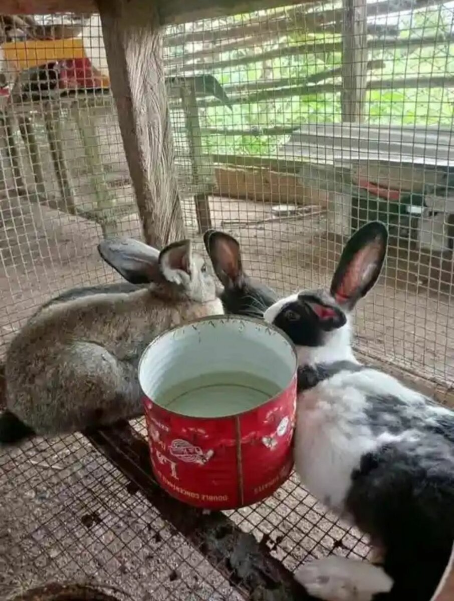 Lapins de compagnie et pour ma