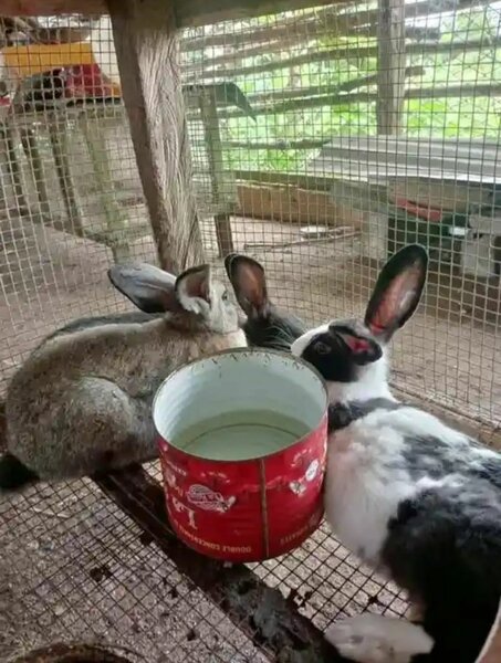 Lapins de compagnie et pour ma