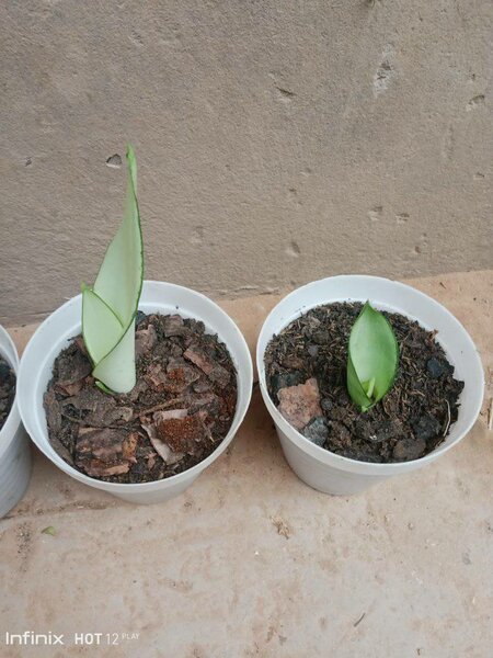 plantes vertes d'intérieur