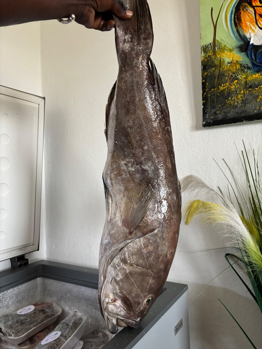 Mérou eau douce thiof