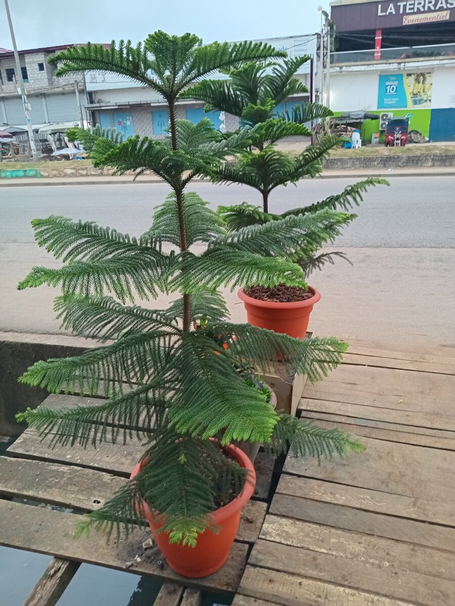 Magnifiques plantes en pot