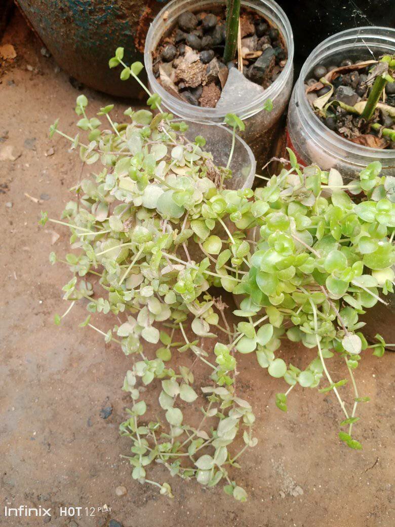 plantes vertes d'intérieur