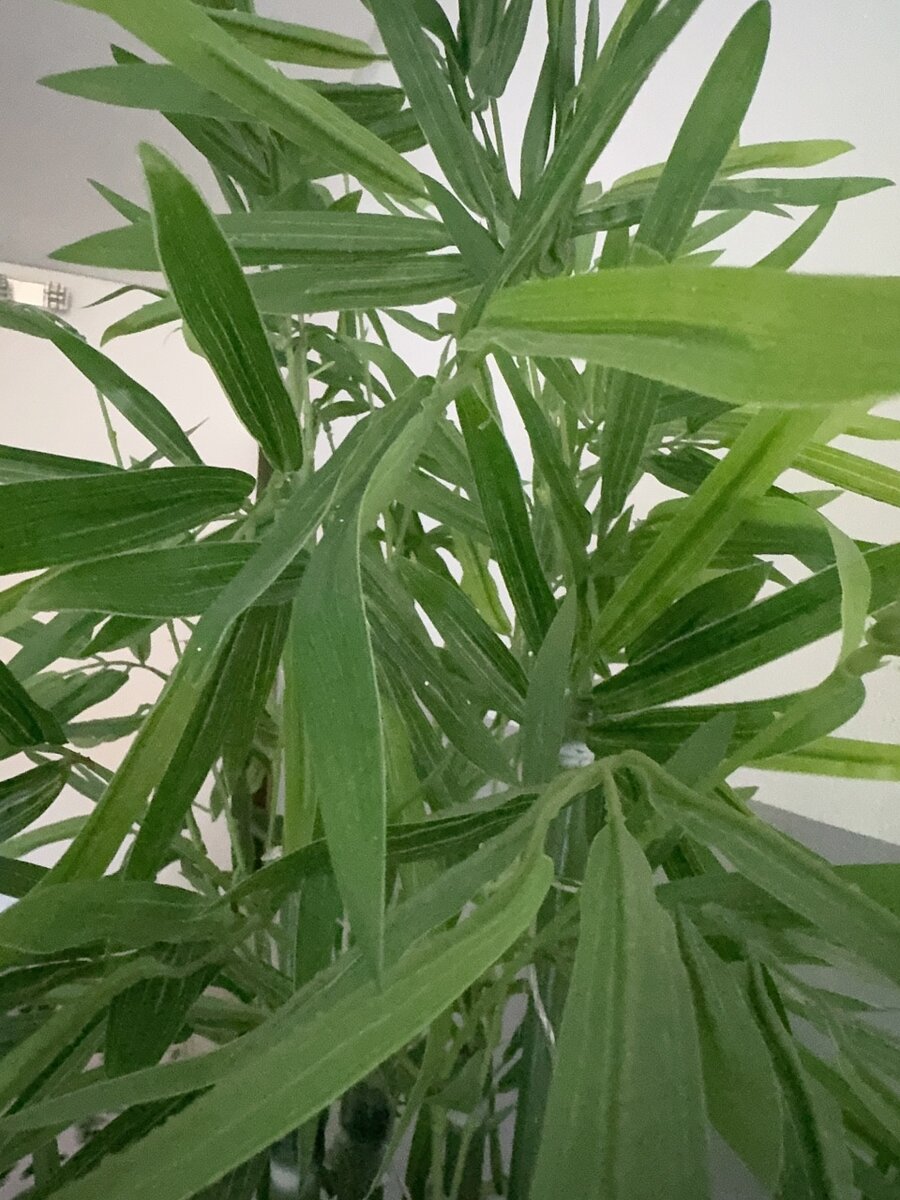 Tall Artificial Bamboo Plant