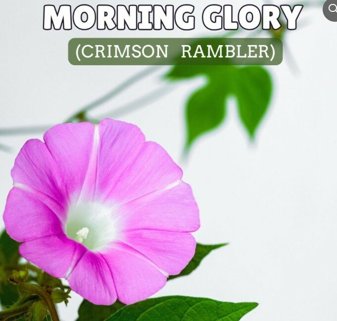 Morning Glory Pink (Crimson Rambler)
