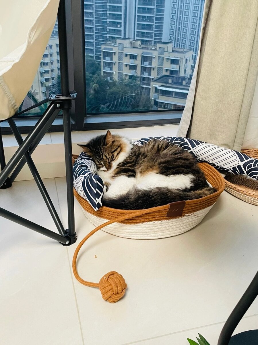 Лежанка для котят