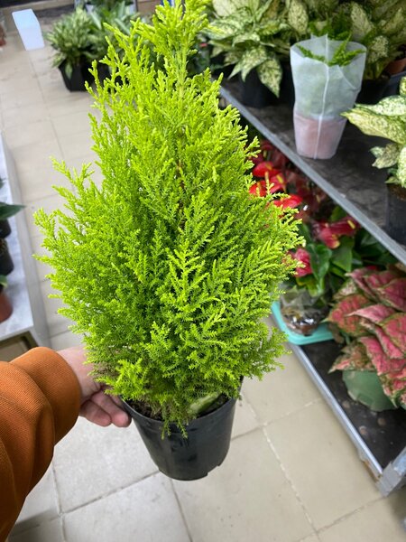 Комнатные растения