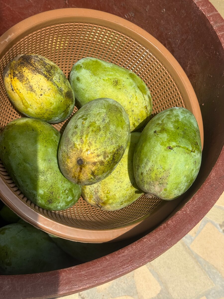 Mangues fraîches exotiques