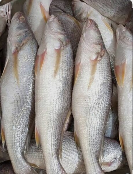 Poissons sosso frais délicieux