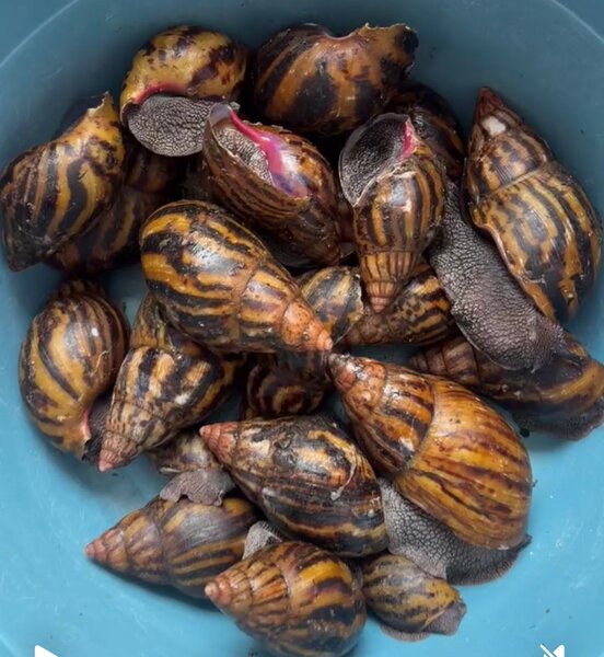 Escargots géants frais