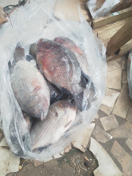 Poissons Carpes(en gros)