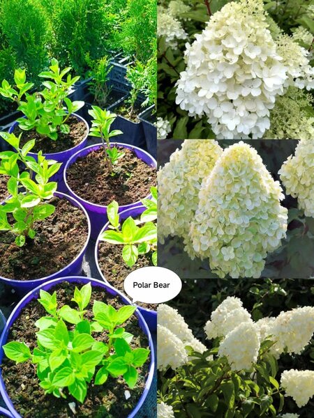 Метельчатые гортензии