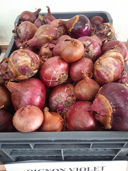 Oignons violet 600 f / kg