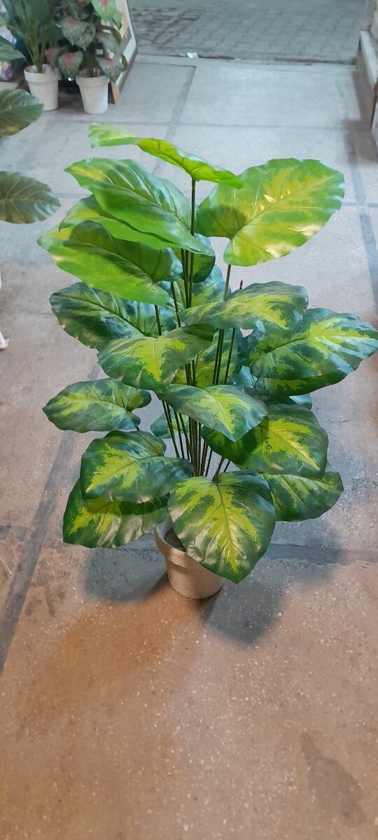Money plant