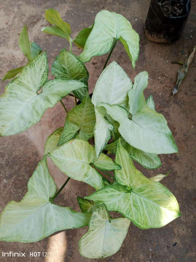 plantes vertes d'intérieur