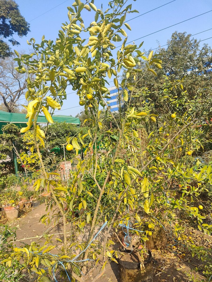 Lemon plant