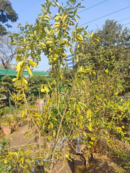 Lemon plant