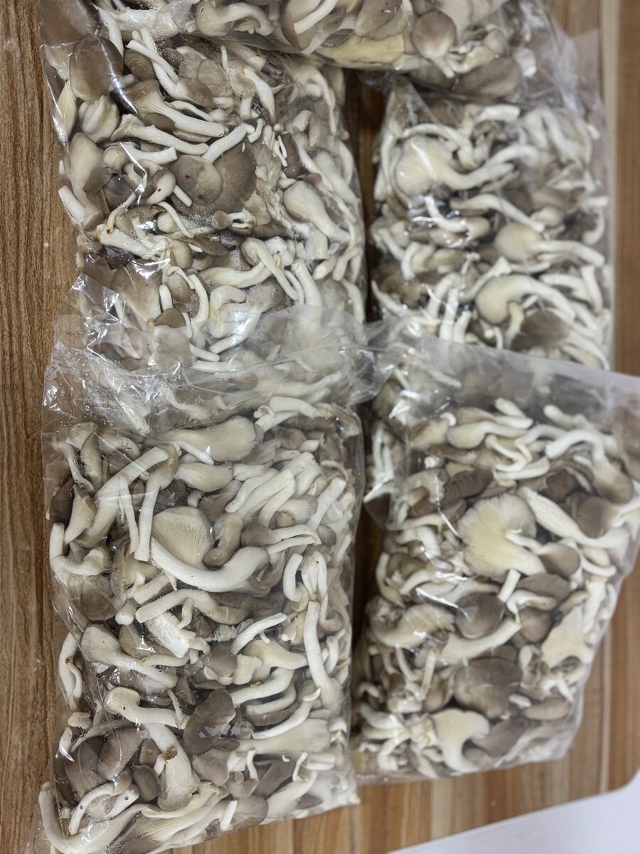 Freshly picked Oyster Mushrooms