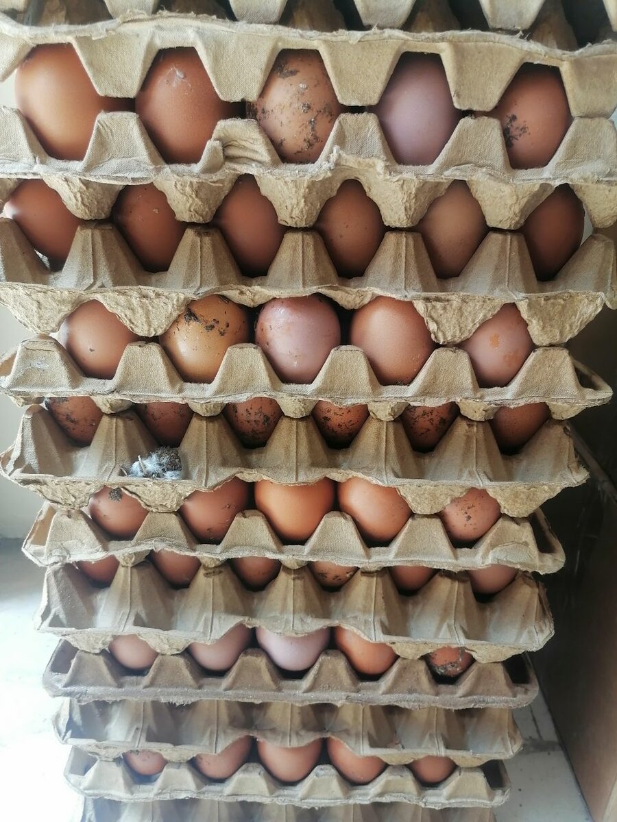 Œufs frais de ferme bio