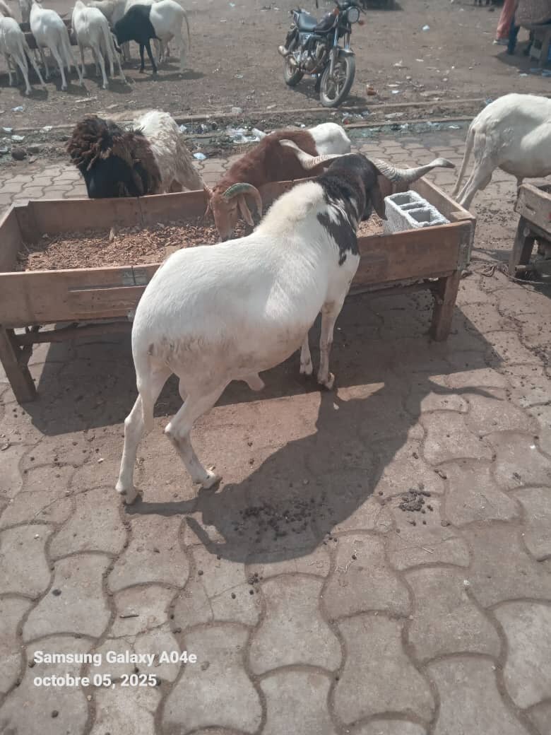 Mouton de bonne qualité