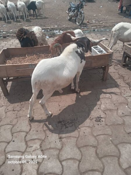 Mouton de bonne qualité