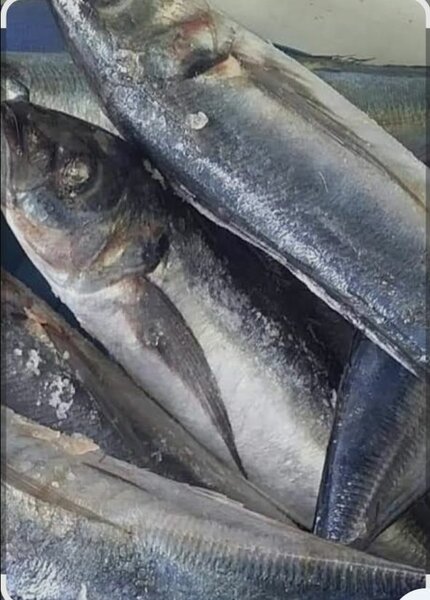 Poisson chinchard frais entier