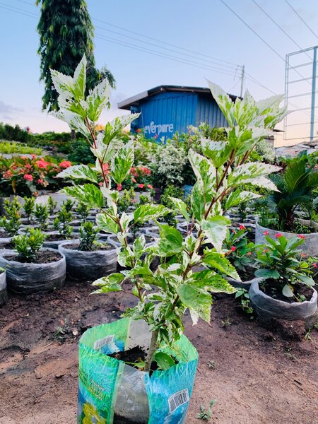 Hibiscus white leaves