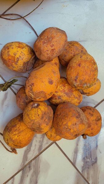 Fruits de cocota 2 tas