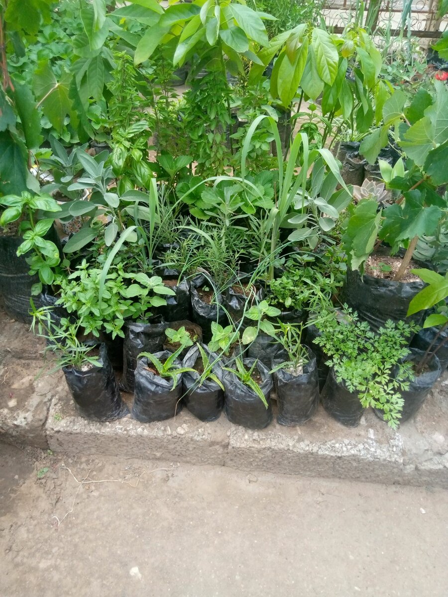 Culinary herbs and spices plants