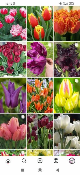 Нарциссы, тюльпаны, крокусы, гиацинты, камассия луковицы