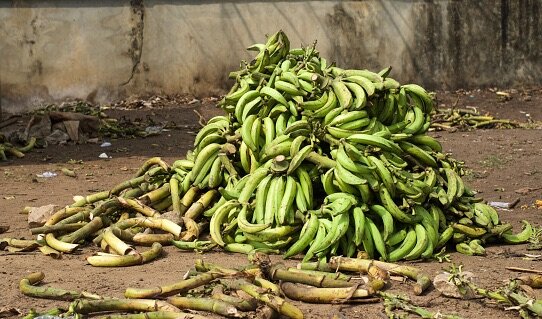Banane plantain
