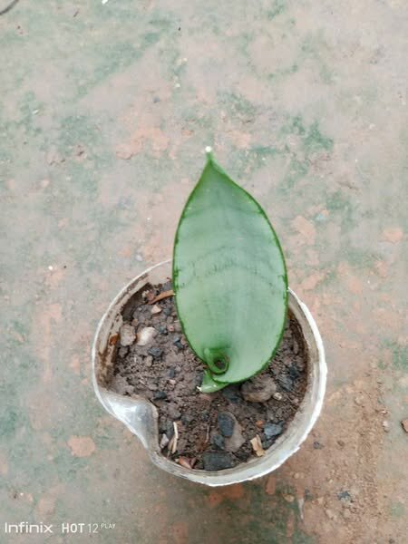 plantes vertes d'intérieur