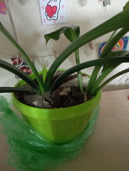 Амазонская лилия