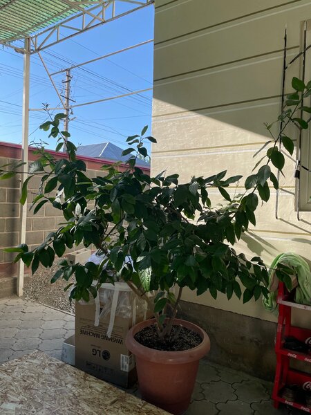 Лимон (плодоносит)