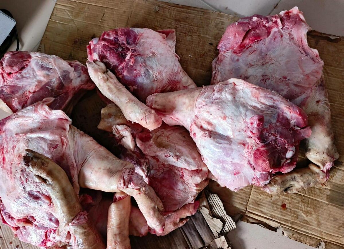 Viande de porc africain