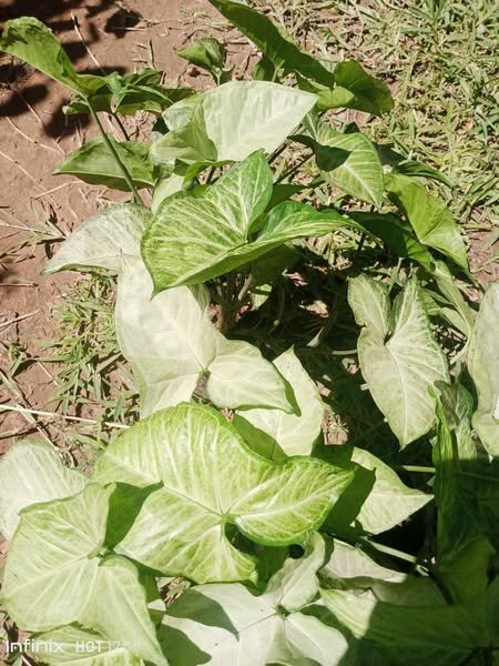 plantes vertes d'intérieur