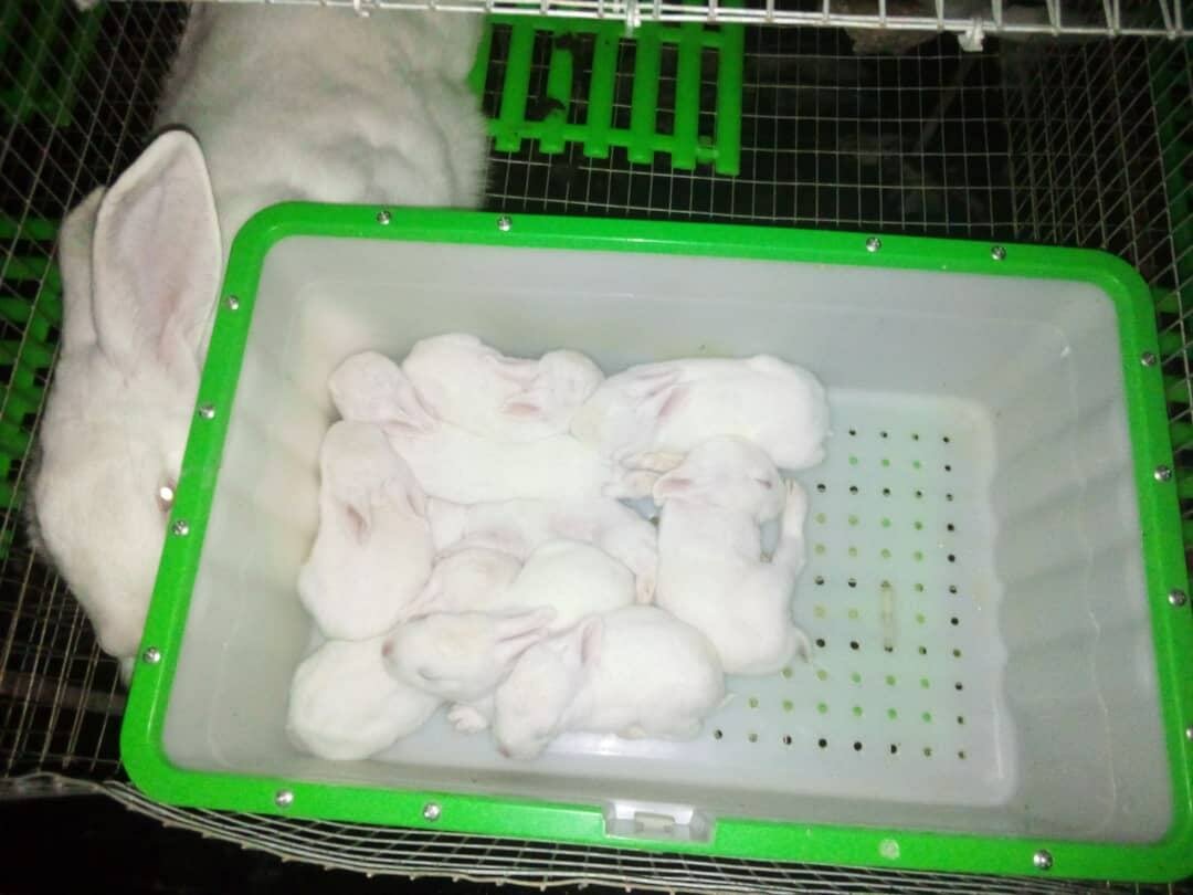 Boîte à nid pour lapins