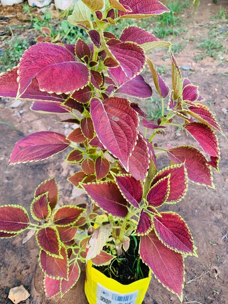 Coleus plant