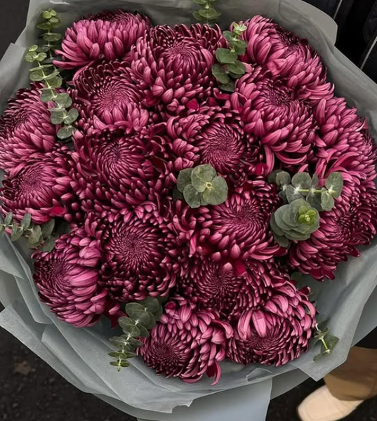 Винные хризантемы