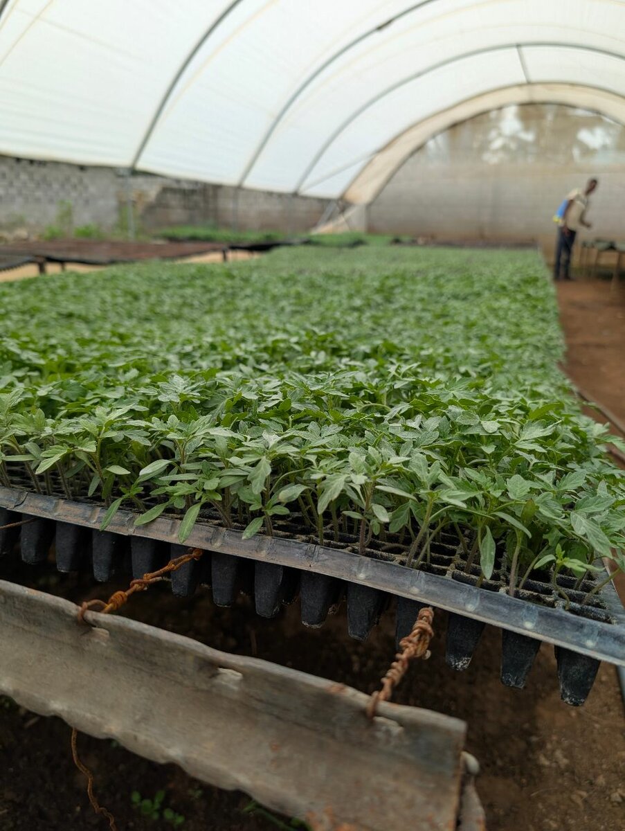 Horticulture veg seedlings