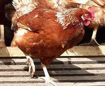 Poules pondeuses brunes