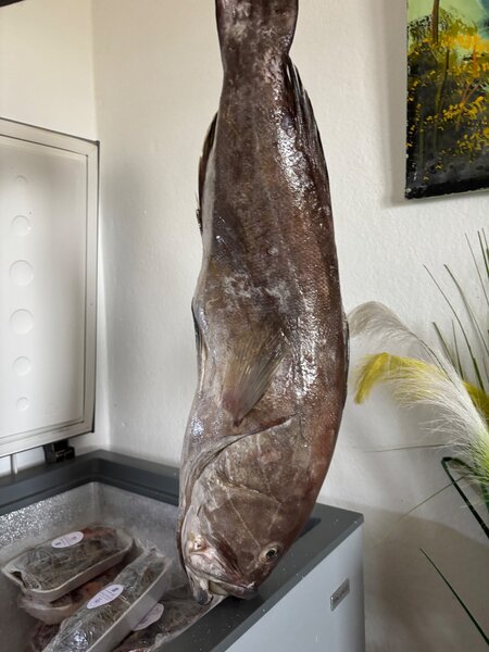 Mérou eau douce thiof