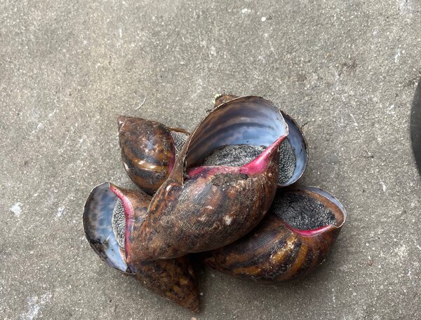 Des escargots, Bananes Etc